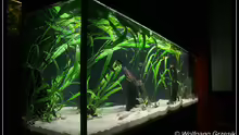 Aquarium Tanganjican horizon
