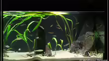 Aquarium Tanganjican horizon
