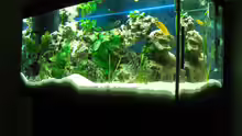 Aquarium Tanganjika 200L
