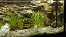 Aquarium Tanganjika 240 l