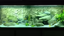 Aquarium Tanganjika Tümpel in NRW