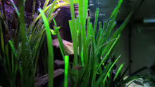Aquarium Tanganjika
