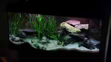 Aquarium Tanganjika