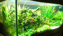 Aquarium The green culture
