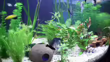 Aquarium Trigon 350