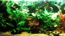 Aquarium Trockentauchen im Wohnzimmer )