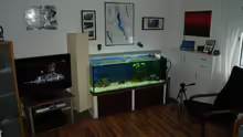 Aquarium Tropheus Becken 2011