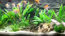 Aquarium Used