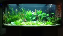 Aquarium Vision 450