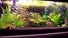 Aquarium Wilder Mix...aber mir gefällts