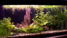 Aquarium Wilder Mix...aber mir gefällts