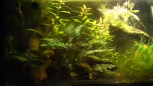 Aquarium Wirbellose