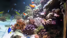 Aquarium Wohnzimmerriff