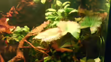 Aquarium Wurzelimperium-nur noch als beispiel