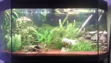 Aquarium Zahnkarpfenbecken aufgelöst