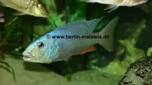 Aristochromis Christyi - Bock