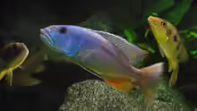 Aristochromis christyi m.
