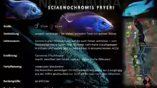 Artentafel - Sciaenochromis fryeri