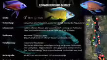 Artentafel Copadichromis borleyi