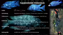 Artentafel Placidochromis phenochilus