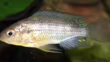Astatoreochromis alluaudi, junges Männchen
