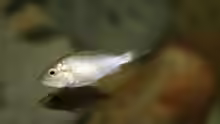 Astatotilapia burtoni Weibchen