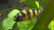 Astatotilapia latifasciata w