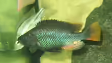 Astatotilapia piceata, m