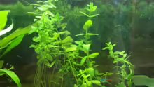 Bacopa