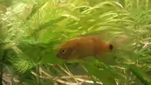 Badis Badis Mänchen