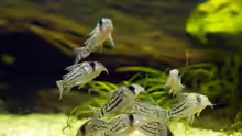 Bänderpanzerwels (Corydoras schwarzii)