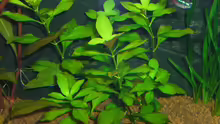 Bastard Ludwigie (Ludwigia palustris x repens)