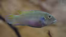 Benitochromis conjunctus Weibchen