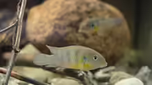 Benitochromis ufermanni Männchen