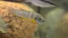 Benitochromis ufermanni Weibchen