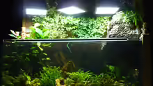 ??ber dem Aquarium die Pflanzen u. Lampen
