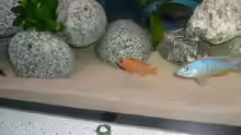 Besatz im Aquarium -MALAWI-BECKEN-