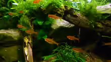 Besatz im Aquarium 112l Tief im Dunkel