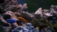 Besatz im Aquarium 400L Malawi