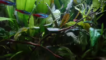 Besatz im Aquarium 54l AQ