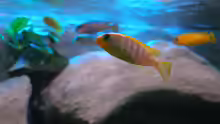 Besatz im Aquarium 672L Mbuna Becken - nur noch als Beispiel -
