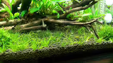 Besatz im Aquarium 80l Naturaquarium