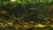Besatz im Aquarium African Stream