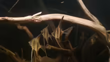 Besatz im Aquarium Altum Wurzelbiotop