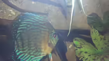 Besatz im Aquarium Aufgelöst ! Diskus-sionen
