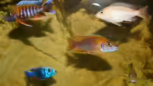 Besatz im Aquarium AUFGELÖST Malawi - Aulonocara