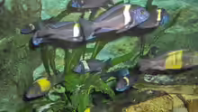 Besatz im Aquarium aufgelöstBecken 2668