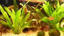 Besatz im Aquarium Becken 10407