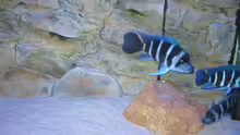Besatz im Aquarium Becken 13738 -