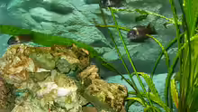 Besatz im Aquarium Becken 1405